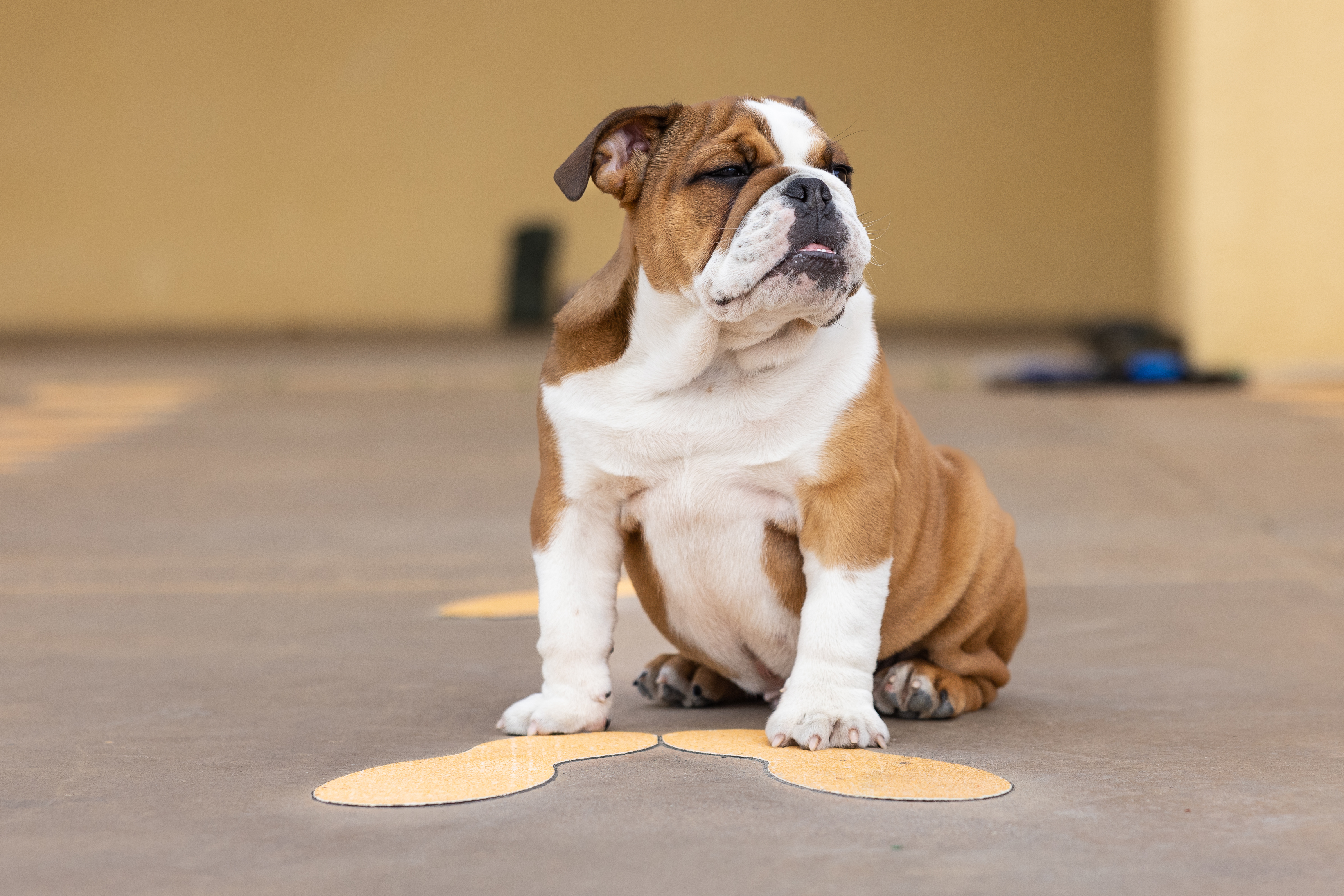 A bulldog pup on the yellow footprints